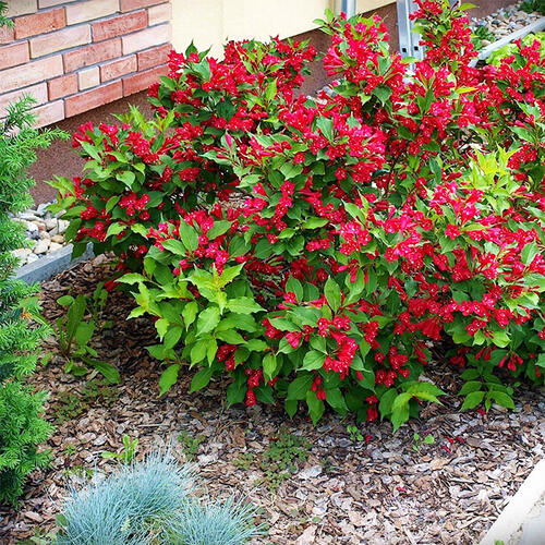 Вейгела All Summer Red (Ол Саммер Рэд)