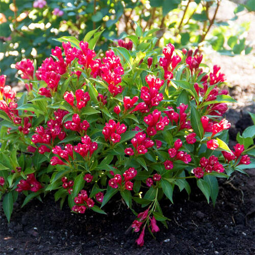 Вейгела All Summer Red (Ол Саммер Рэд)