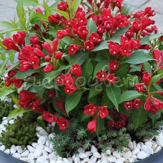 Вейгела All Summer Red (Ол Саммер Рэд)