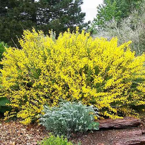 Ракитник ранний Allgold (Олголд)