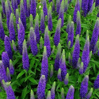 Вероника Blue Indigo (Блю Индиго)
