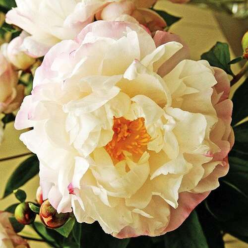 Пион травянистый Gardenia (Гардения)