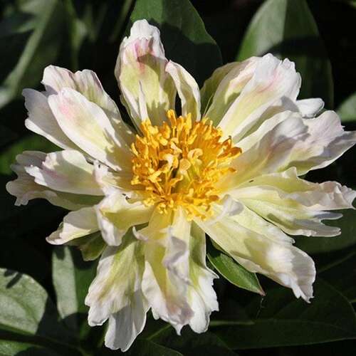 Пион травянистый Green Lotus (Грин Лотус)