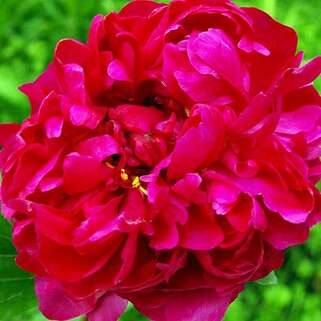 Пион травянистый Red Sarah Bernhardt (Ред Сара Бернард)