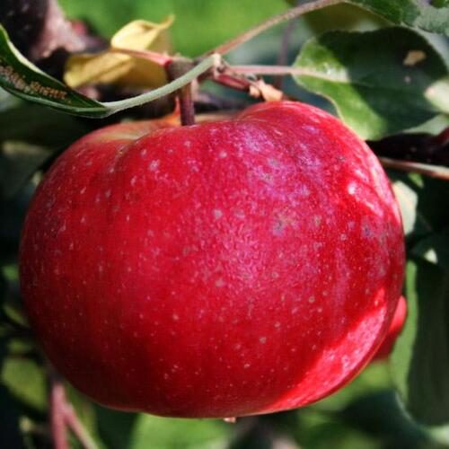 Яблоня красномясая Байя Мариса