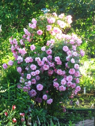 Роза канадская, комплект из 3-х сортов РОЗОВЫЙ ЗАКАТ