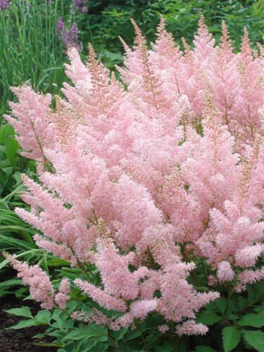 Астильба Lovely Day (Ловли Дэй)