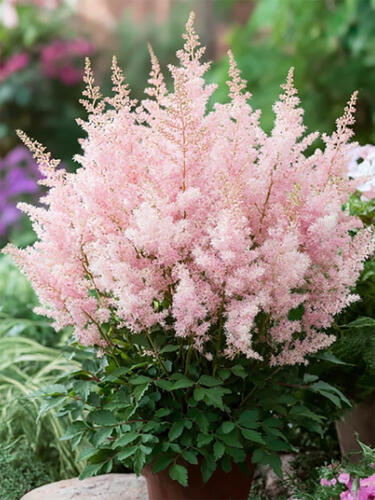 Астильба Lovely Day (Ловли Дэй)