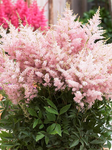 Астильба Lovely Day (Ловли Дэй)