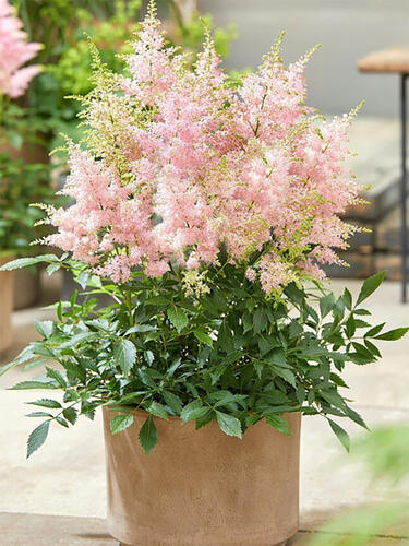 Астильба Lovely Day (Ловли Дэй)