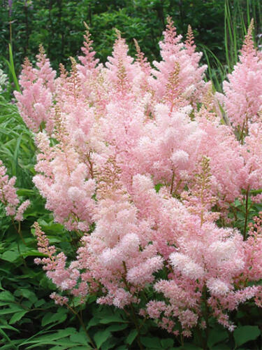 Астильба Lovely Day (Ловли Дэй)