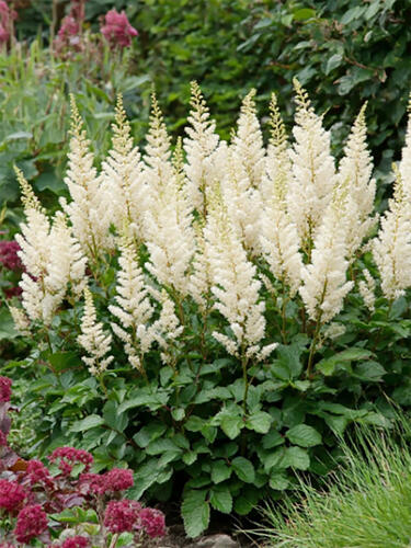 Астильба Lowlands White (Лоулендс Уайт)