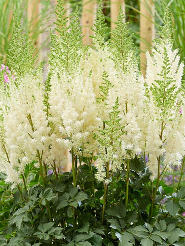 Астильба Lowlands White (Лоулендс Уайт)