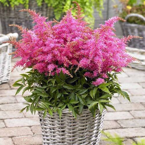 Астильба Gloria Purpurea (Глория Пурпуреа)