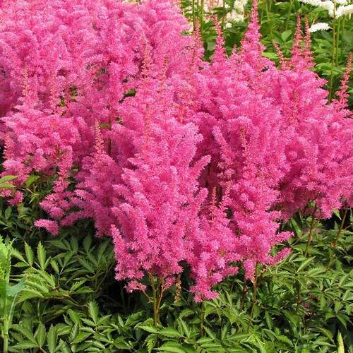 Астильба Gloria Purpurea (Глория Пурпуреа)