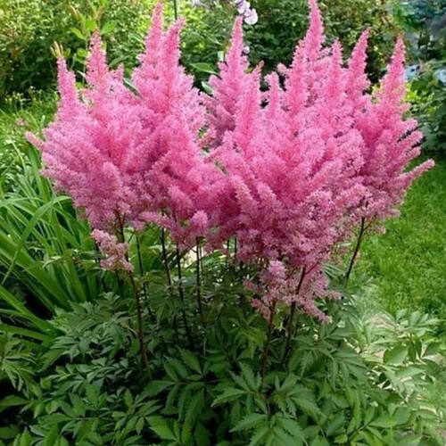 Астильба Gloria Purpurea (Глория Пурпуреа)