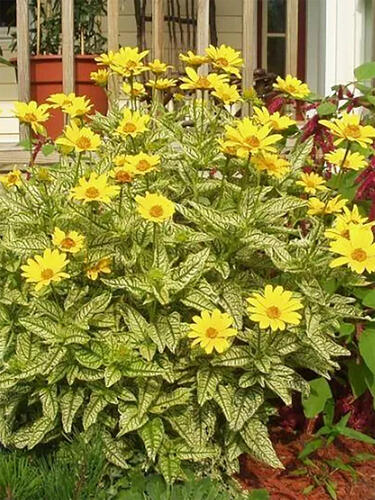 Гелиопсис Lorain Sunshine (Лорейн Саншайн)