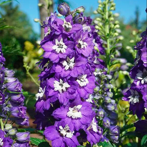 Дельфиниум Magic Fountain Dark Blue White Bee (Меджик Фонтейн Дарк Блю Вайт Би)