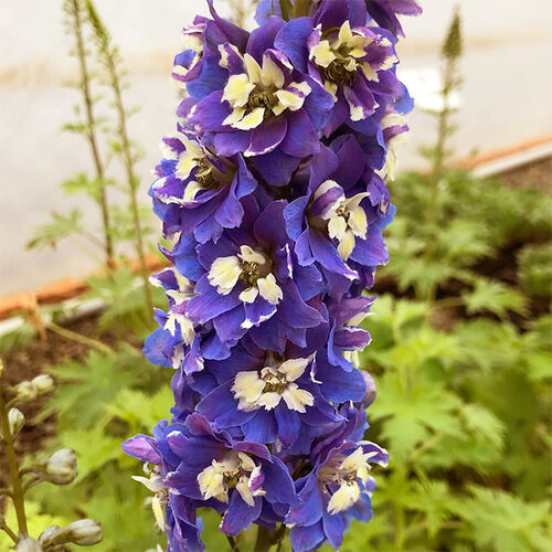 Дельфиниум Magic Fountain Dark Blue White Bee (Меджик Фонтейн Дарк Блю Вайт Би)