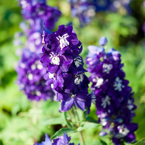 Дельфиниум Magic Fountain Dark Blue White Bee (Меджик Фонтейн Дарк Блю Вайт Би)