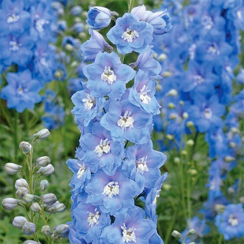 Дельфиниум Magic Fountain Mid Blue White Bee (Меджик Фонтейн Мид Блу Вайт Би)