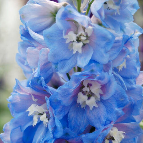 Дельфиниум Magic Fountain Mid Blue White Bee (Меджик Фонтейн Мид Блу Вайт Би)