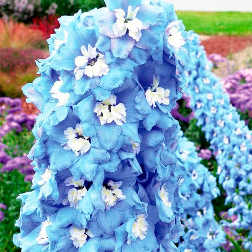 Дельфиниум Magic Fountain Mid Blue White Bee (Меджик Фонтейн Мид Блу Вайт Би)