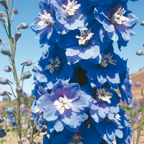 Дельфиниум Magic Fountain Mid Blue White Bee (Меджик Фонтейн Мид Блу Вайт Би)
