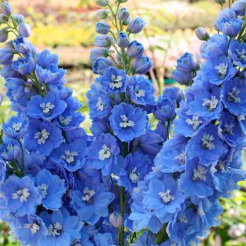 Дельфиниум Magic Fountain Mid Blue White Bee (Меджик Фонтейн Мид Блу Вайт Би)