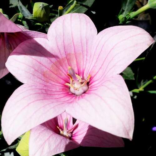 Платикодон (Ширококолокольчик) крупноцветковый Shell Pink (Шелл Пинк)