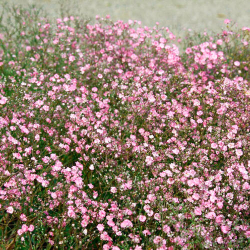 Гипсофила метельчатая Paniculata Rose (Паникулята Роуз)