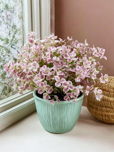 Каллизия Pink Panther (Розовая Пантера)