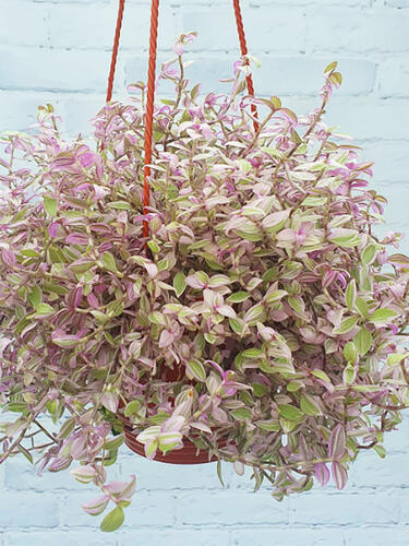 Каллизия Pink Panther (Розовая Пантера)