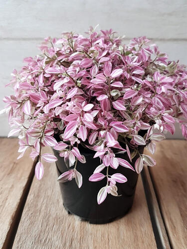 Каллизия Pink Panther (Розовая Пантера)