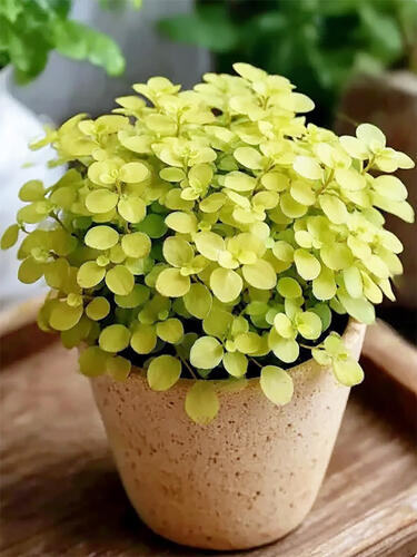 Каллизия Callisia Gold ( Каллизия Голд)