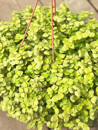 Каллизия Callisia Gold ( Каллизия Голд)