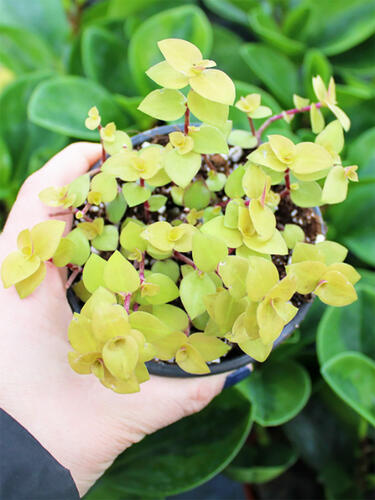 Каллизия Callisia Gold ( Каллизия Голд)