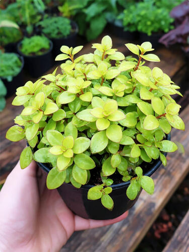 Каллизия Callisia Gold ( Каллизия Голд)