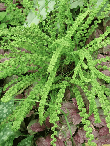 Кочедыжник Frizelliae (Фризелли)