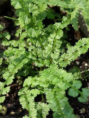 Кочедыжник Frizelliae (Фризелли)