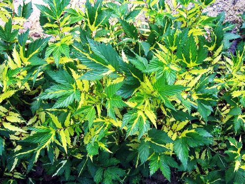 Лабазник (таволга) вязолистный Variegata (Вариегата)