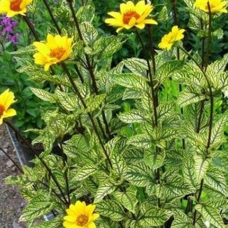 Гелиопсис Summer Green