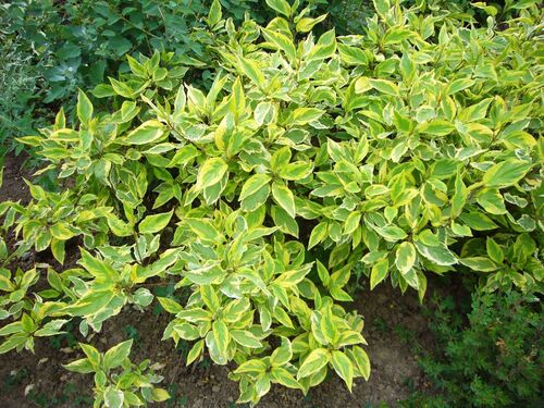 Дейция изящная Variegata (Вариегата)