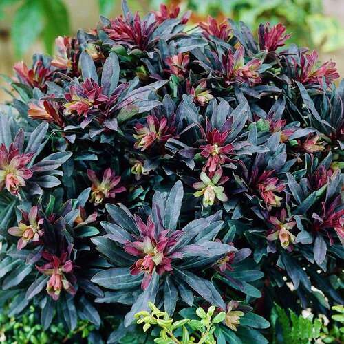 Молочай Purpurea (Пурпуреа)