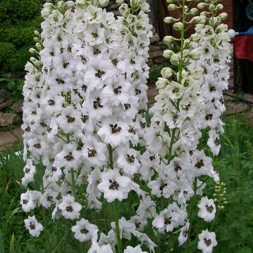 Дельфиниум Magic Fountain White Dark Bee (Меджик Фонтейн Вайт Дарк Би)