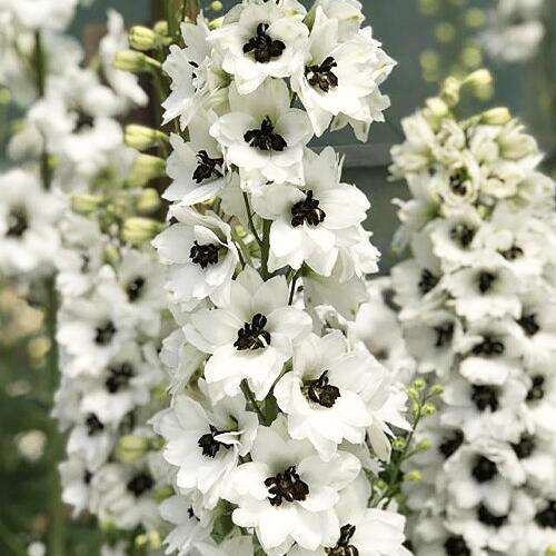 Дельфиниум Magic Fountain White Dark Bee (Меджик Фонтейн Вайт Дарк Би)