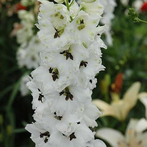 Дельфиниум Magic Fountain White Dark Bee (Меджик Фонтейн Вайт Дарк Би)