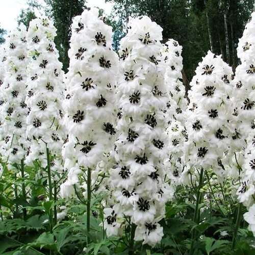 Дельфиниум Magic Fountain White Dark Bee (Меджик Фонтейн Вайт Дарк Би)