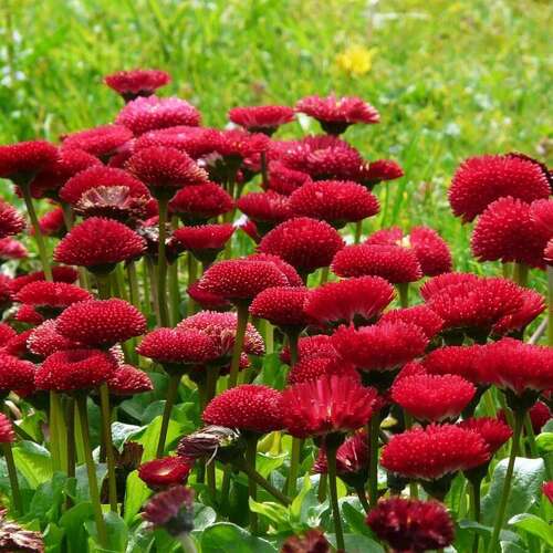Маргаритка многолетняя Tasso Red (Тассо Рэд)