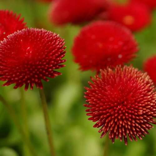 Маргаритка многолетняя Tasso Red (Тассо Рэд)